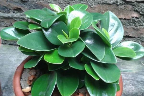 绿植红碧玉怎么养？绿植红碧玉养殖方法