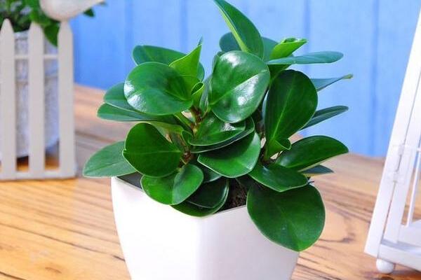 绿植红碧玉怎么养？绿植红碧玉养殖方法