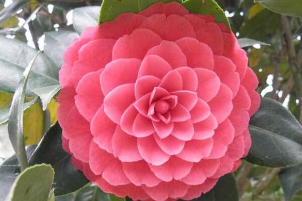 六角大红茶花怎么养殖？六角红茶花的养殖方法