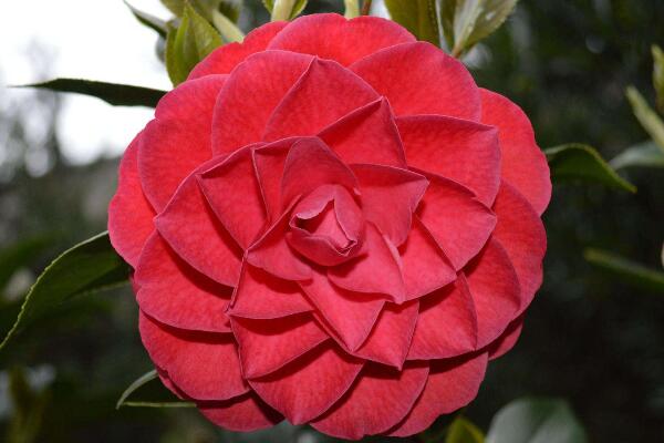 六角大红茶花怎么养殖？六角红茶花的养殖方法