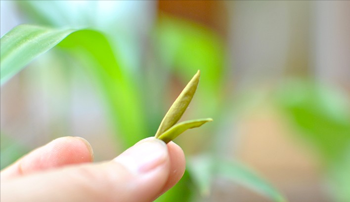 绿茶如何冲泡更好喝？冲泡绿茶的步骤有哪些？
