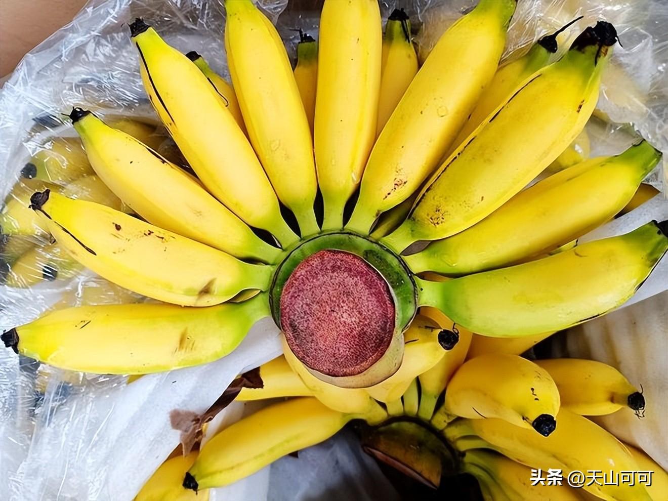 芭蕉和香蕉有哪些区别？芭蕉和香蕉的区别