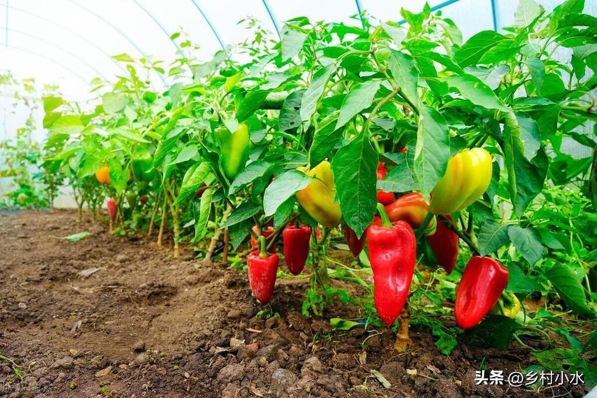 哪些蔬菜春天要种晚点？哪些蔬菜春天要种早点？