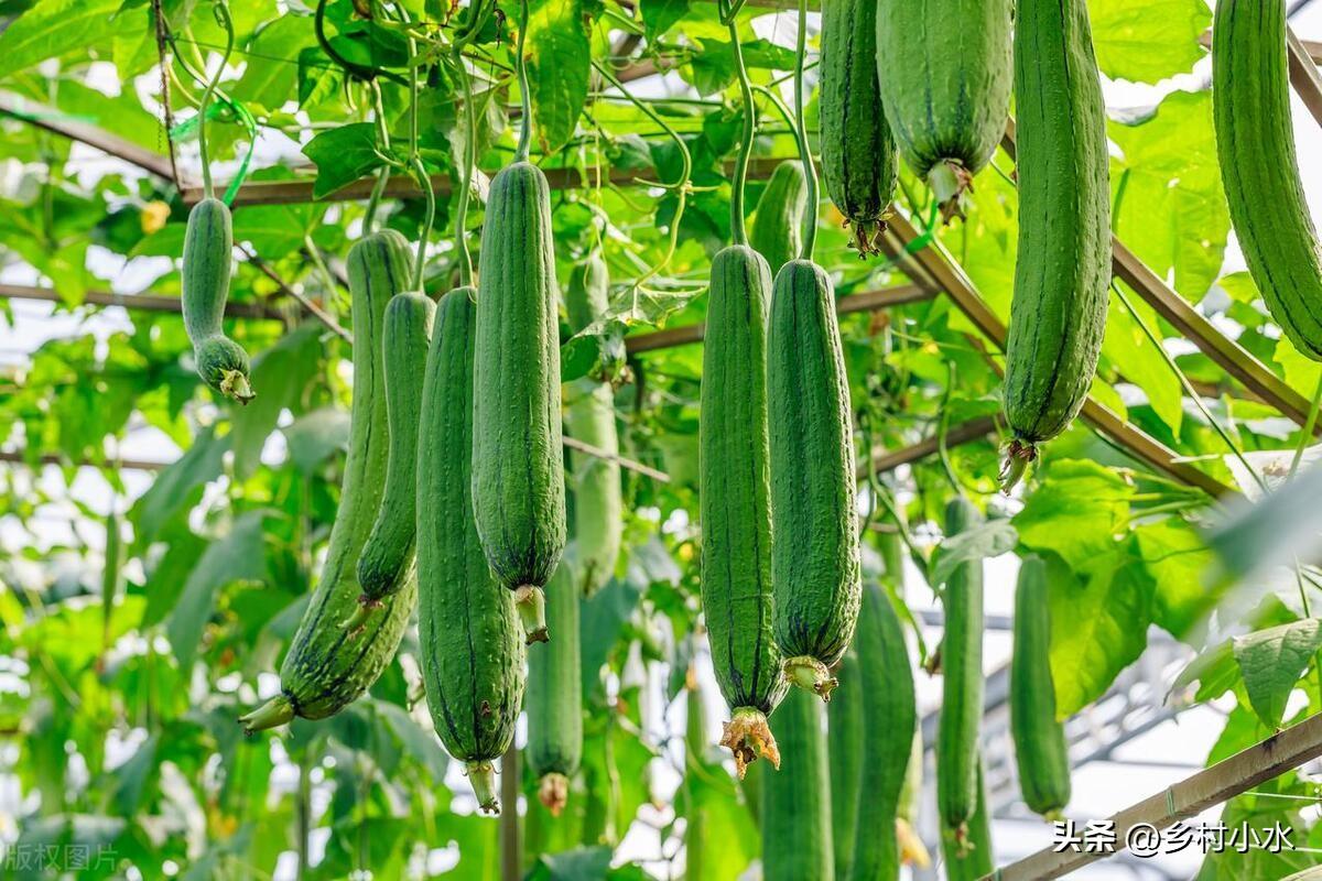哪些蔬菜春天要种晚点？哪些蔬菜春天要种早点？
