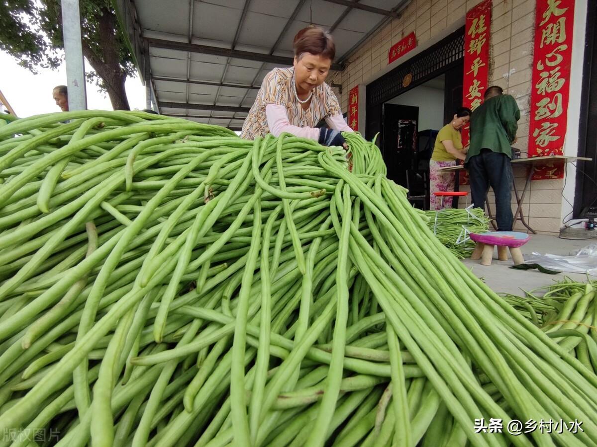 哪些蔬菜春天要种晚点？哪些蔬菜春天要种早点？