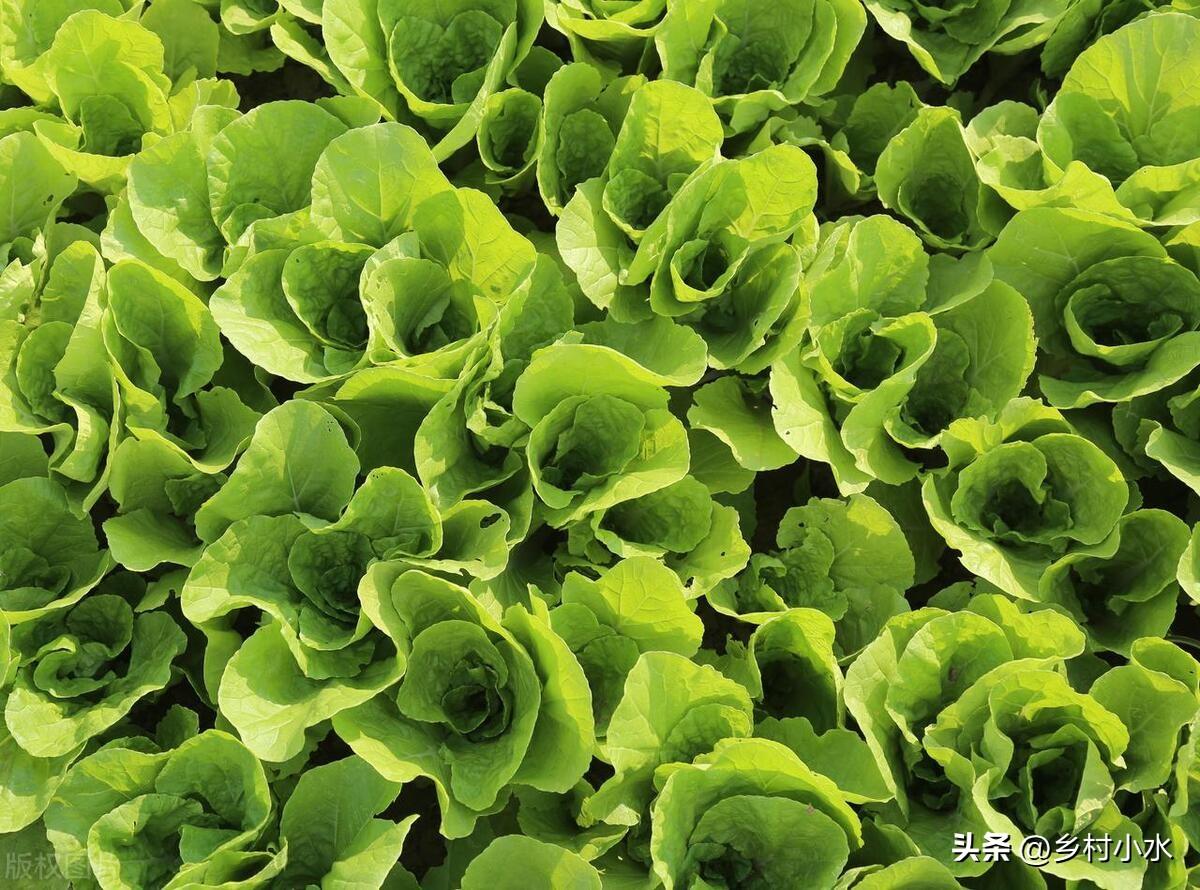 哪些蔬菜春天要种晚点？哪些蔬菜春天要种早点？
