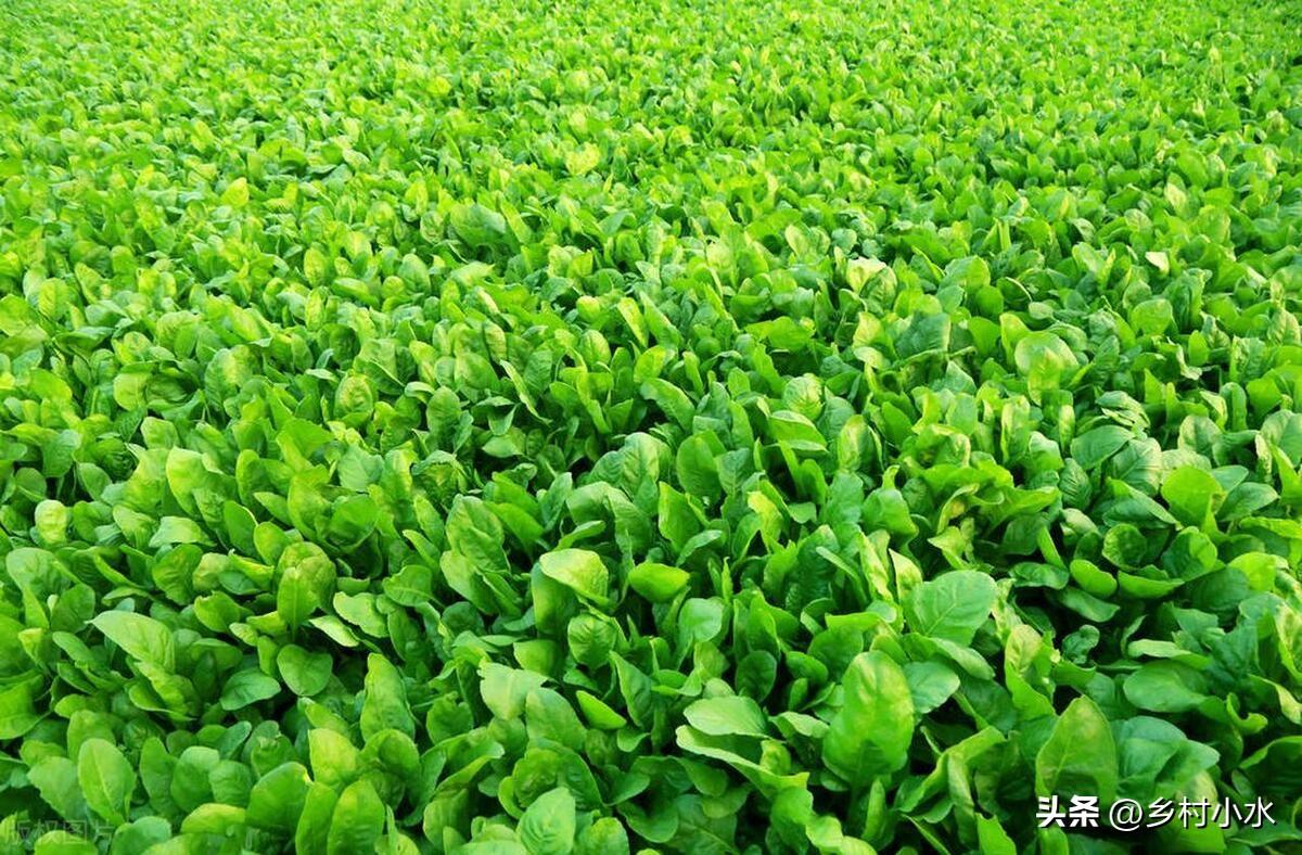 哪些蔬菜春天要种晚点？哪些蔬菜春天要种早点？