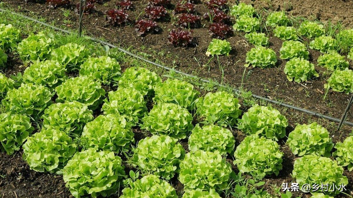 哪些蔬菜春天要种晚点？哪些蔬菜春天要种早点？