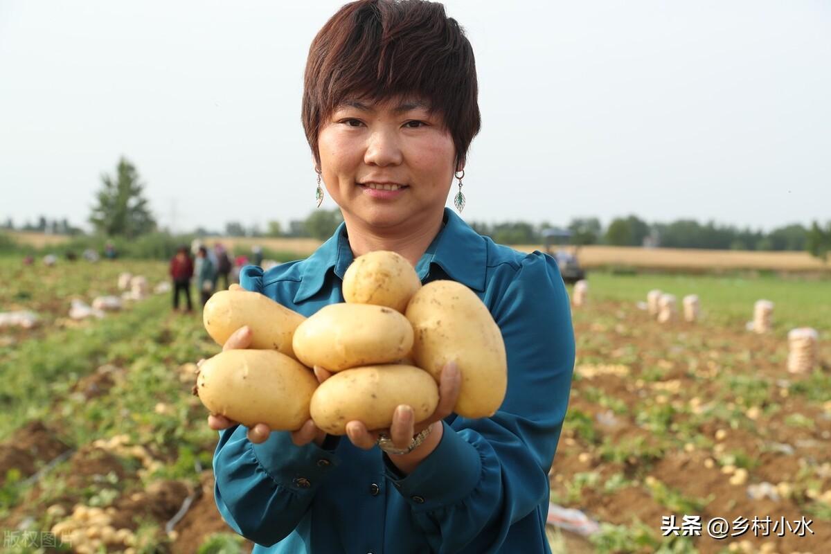 哪些蔬菜春天要种晚点？哪些蔬菜春天要种早点？