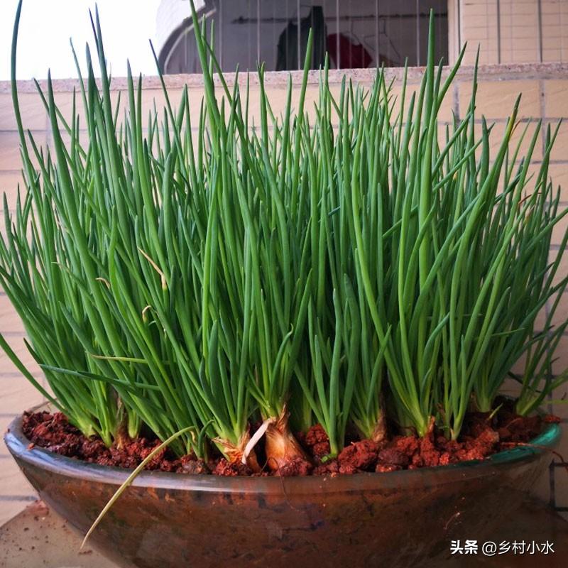 小雪节气能种哪些蔬菜？推荐以下3种