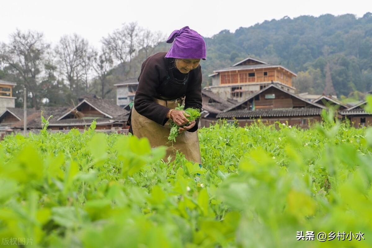 小雪节气能种哪些蔬菜？推荐以下3种