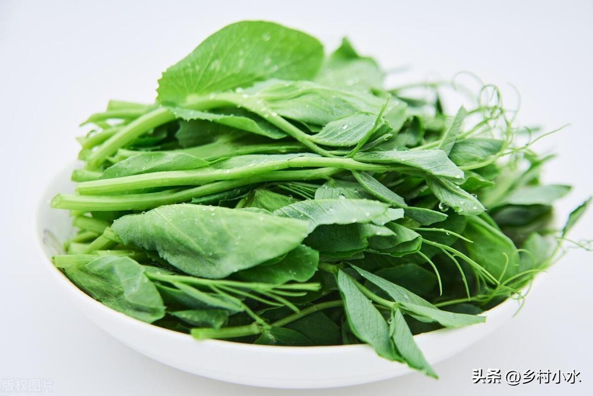 小雪节气能种哪些蔬菜？推荐以下3种