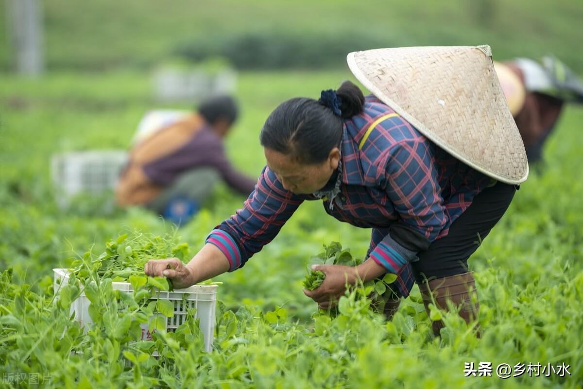 小雪节气能种哪些蔬菜？推荐以下3种