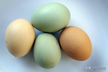 绿壳蛋和普通鸡蛋有什么区别？绿壳蛋和普通鸡蛋的区别