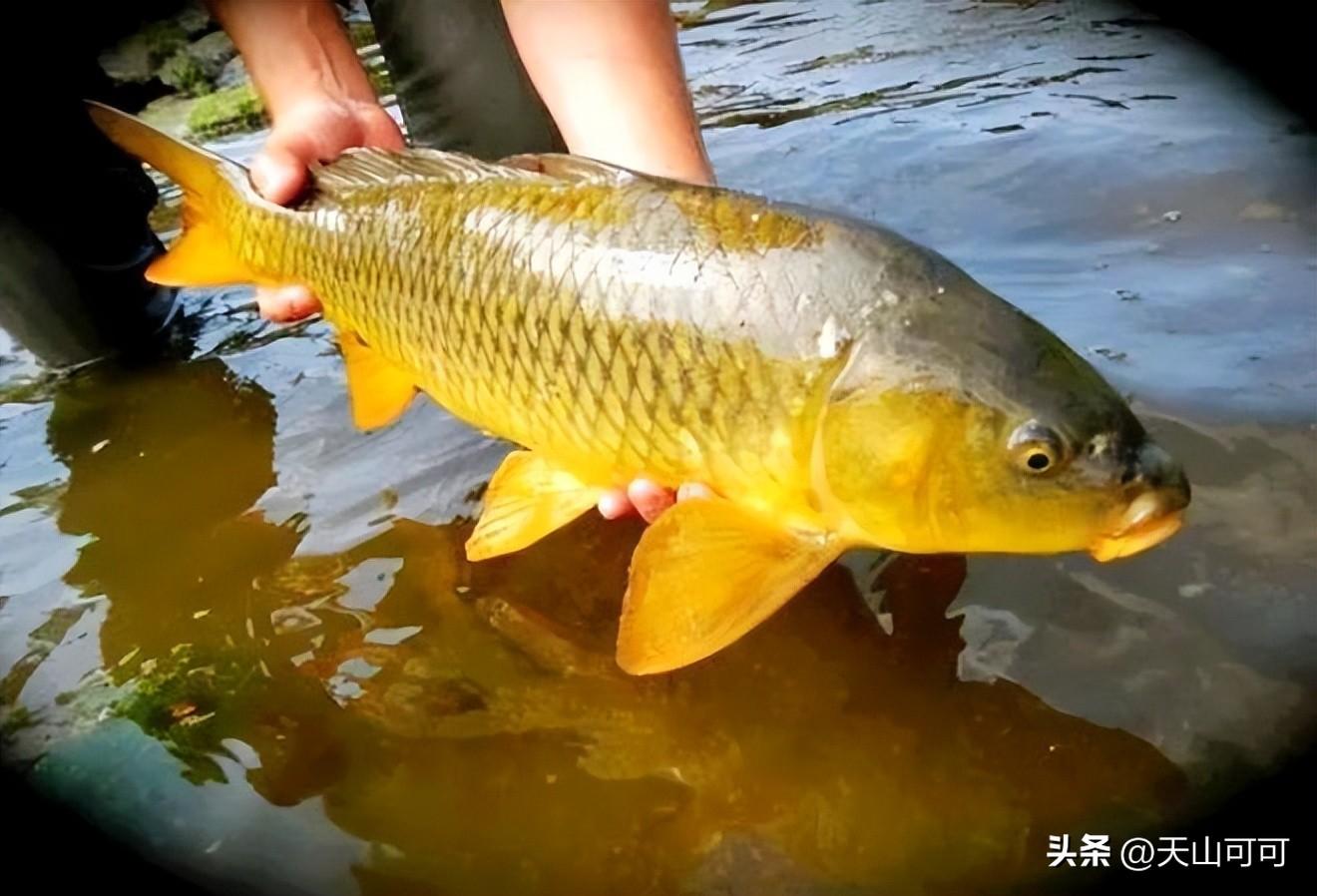 黄河鲤鱼和普通鲤鱼有什么区别？黄河鲤鱼和普通鲤鱼的区别