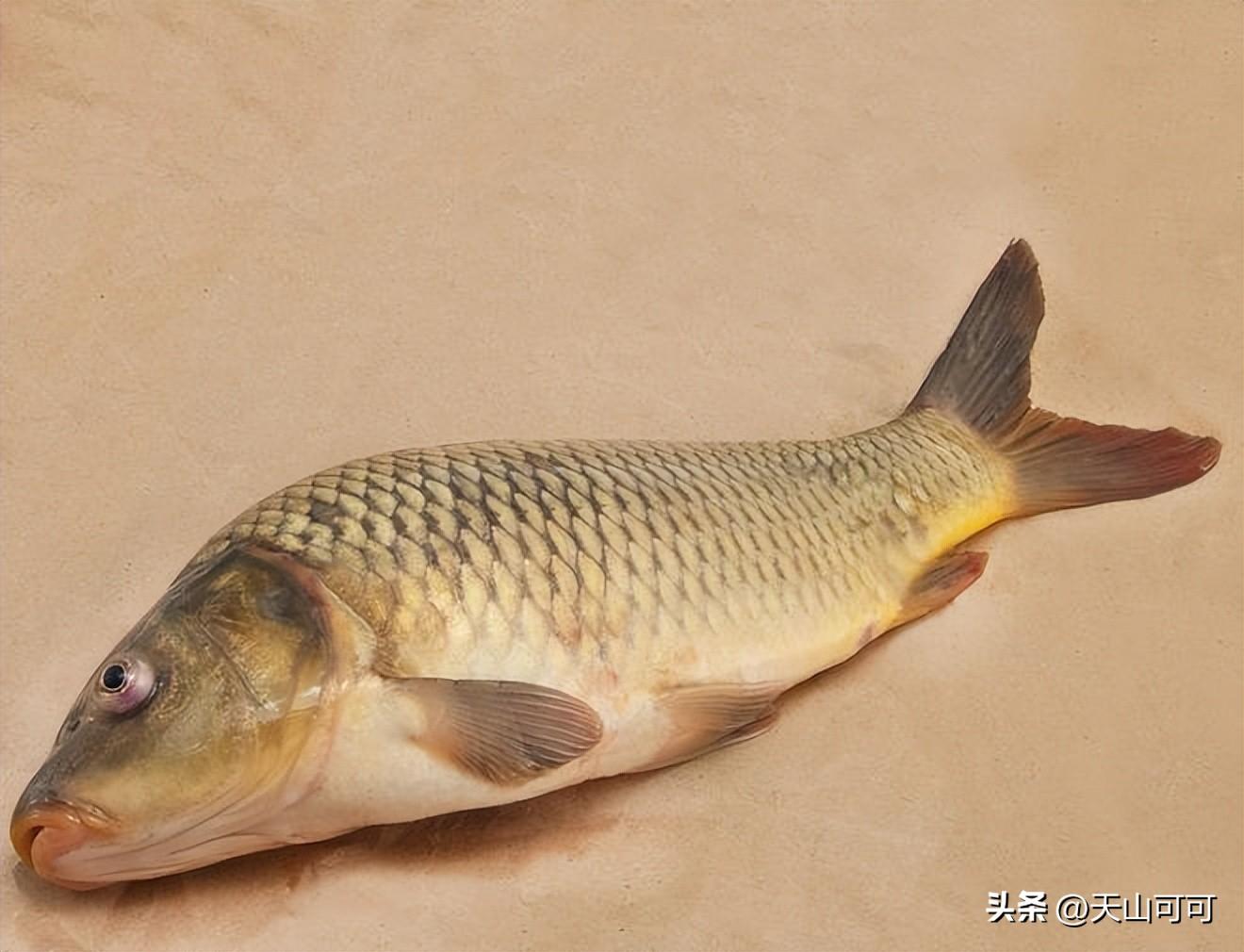 黄河鲤鱼和普通鲤鱼有什么区别？黄河鲤鱼和普通鲤鱼的区别