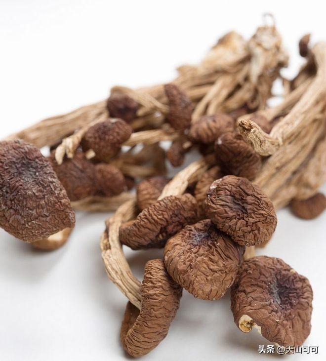 鹿茸菇和茶树菇有什么区别？鹿茸菇和茶树菇的区别
