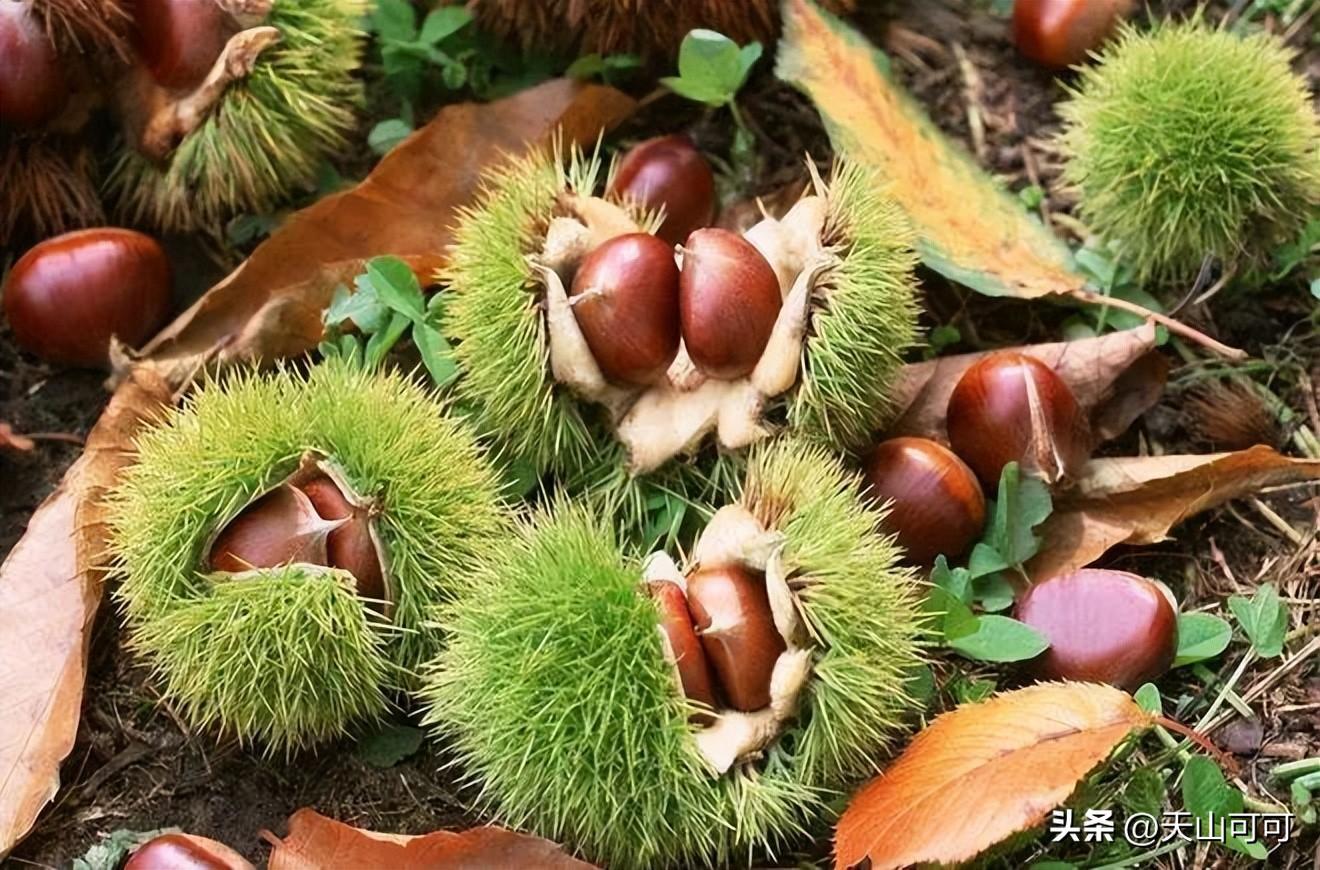 板栗和油栗有什么区别？板栗和油栗的区别